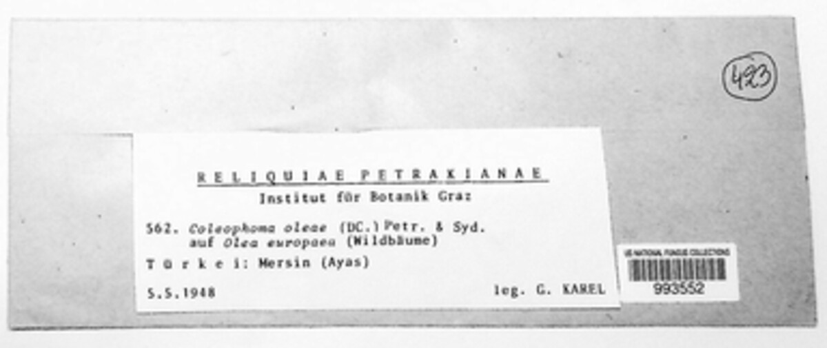 Coleophoma oleae image